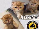 點選圖片可放大