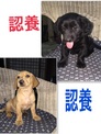 點選圖片可放大