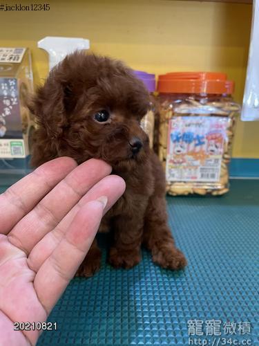 高級數漂亮小型深紅貴賓毛量多短吻 賣紅貴賓 寵寵微積手機版