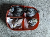 點選圖片可放大