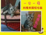 點選圖片可放大