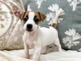 ◆◆快樂狗幼犬生活館◆精挑嚴選◆優質傑克羅素梗 幼犬出售◆Jack Russell Terrier baby for sale◆