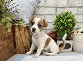◆◆快樂狗幼犬生活館◆精挑嚴選◆優質傑克羅素梗 幼犬出售◆Jack Russell Terrier baby for sale◆