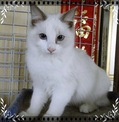 點選圖片可放大