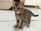 點選圖片可放大