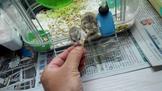 點選圖片可放大
