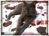 點選圖片可放大