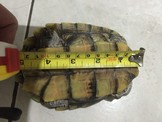 點選圖片可放大