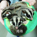 點選圖片可放大