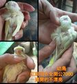 點選圖片可放大