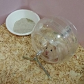 點選圖片可放大