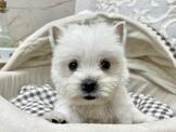 ◆快樂狗幼犬生活館◆精挑嚴選◆賽級西高地白梗幼犬出售◆West Highland White Terrier baby for sale