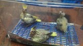 點選圖片可放大