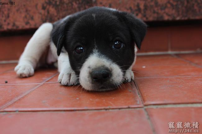 5隻幼犬急需認養 賣台灣土狗 寵寵微積手機版
