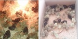 點選圖片可放大