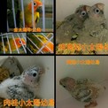 點選圖片可放大