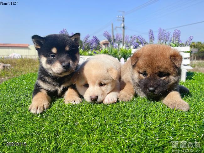 優質黑柴 白柴 赤柴12月12日出生特價中起歡迎預定 賣柴犬 寵寵微積手機版