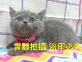 點選圖片可放大