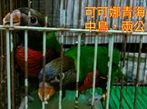 點選圖片可放大