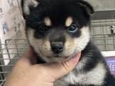 日系超優質黑柴妹妹！白柴妹妹來嚕（  優美犬舍買狗純種寵物店
