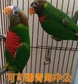 點選圖片可放大