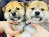 點選圖片可放大