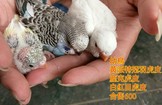 點選圖片可放大