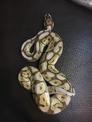 點選圖片可放大