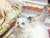 點選圖片可放大