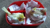點選圖片可放大