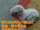 點選圖片可放大