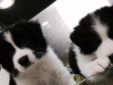 點選圖片可放大