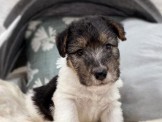 ◆快樂狗幼犬生活館◆精挑嚴選◆優質懷亞鐵利亞犬剛毛獵狐梗幼犬出售◆wirehair fox terrier baby for sale