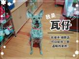 點選圖片可放大