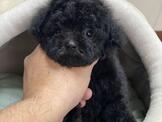 日系超優質黑貴賓弟弟妹妹來嚕 優美犬舍買狗純種犬舍