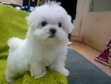 點選圖片可放大