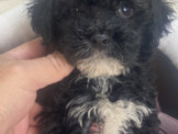 日系超優質黑貴賓弟弟來嚕 優美犬舍買狗純種犬舍
