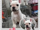 點選圖片可放大