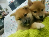 點選圖片可放大