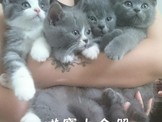 點選圖片可放大
