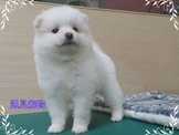 點選圖片可放大
