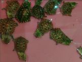 點選圖片可放大