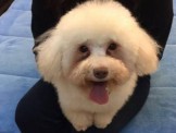 點選圖片可放大