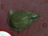 點選圖片可放大
