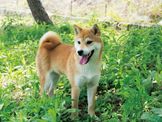 點選圖片可放大