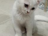 點選圖片可放大