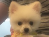 點選圖片可放大