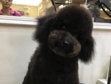 點選圖片可放大