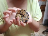 點選圖片可放大