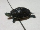 點選圖片可放大